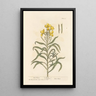 Giroflée Painting - Elizabeth Blackwell — framed artwork on a wall