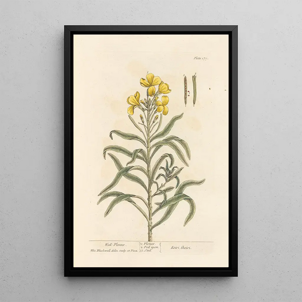 Giroflée Painting - Elizabeth Blackwell — framed artwork on a wall