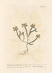 Orpin ou poivre des murailles - Elizabeth Blackwell — artwork view