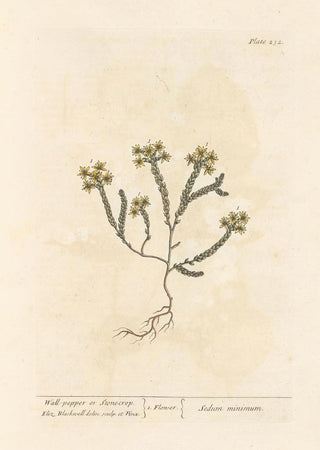 Orpin ou poivre des murailles - Elizabeth Blackwell — artwork view