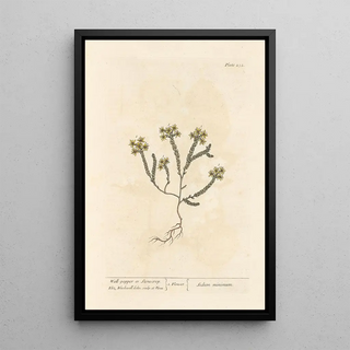 Orpin ou poivre des murailles - Elizabeth Blackwell — framed artwork on a wall