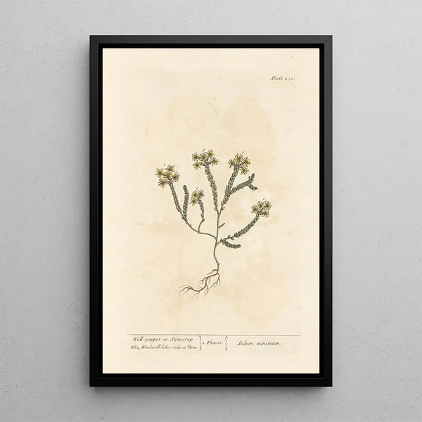 Orpin ou poivre des murailles - Elizabeth Blackwell — framed artwork on a wall