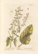 Water Water Milfoil or Water Milfoil - Elizabeth Blackwell — artwork view