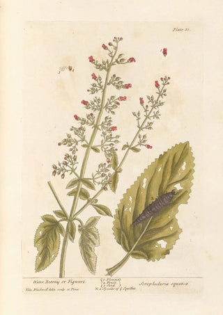 Water Water Milfoil or Water Milfoil - Elizabeth Blackwell — artwork view