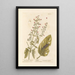 Water Water Milfoil or Water Milfoil - Elizabeth Blackwell — framed artwork on a wall