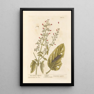 Water Water Milfoil or Water Milfoil - Elizabeth Blackwell — framed artwork on a wall