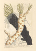 Roots of Water Lilies - Elizabeth Blackwell — artwork view