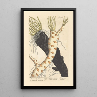 Roots of Water Lilies - Elizabeth Blackwell — framed artwork on a wall