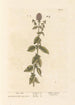 Water Mint Painting - Elizabeth Blackwell — artwork view