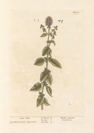 Water Mint Painting - Elizabeth Blackwell — artwork view
