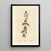 Water Mint Painting - Elizabeth Blackwell — framed artwork on a wall