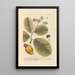 Anacardier des Indes occidentales - Elizabeth Blackwell — framed artwork on a wall