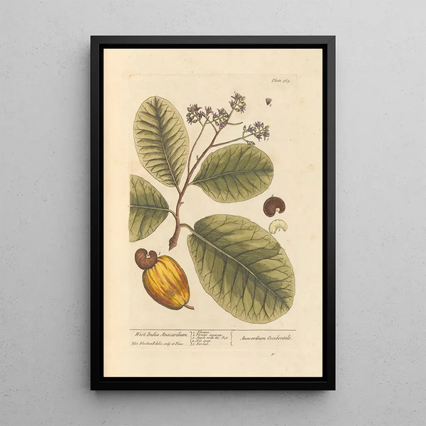 Anacardier des Indes occidentales - Elizabeth Blackwell — framed artwork on a wall