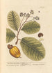 Anacardier des Indes occidentales - Elizabeth Blackwell — artwork view