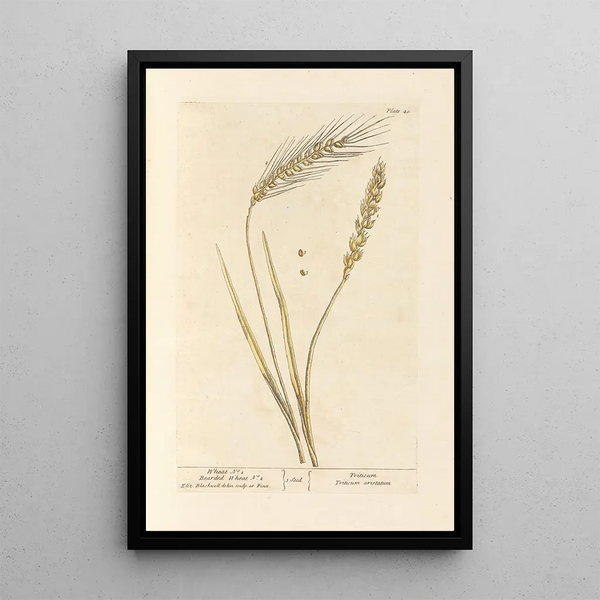 Wheat No.1 Wheat Barley No.2 - Elizabeth Blackwell — framed artwork on a wall