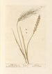Wheat No.1 Wheat Barley No.2 - Elizabeth Blackwell — artwork view