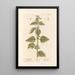 Lamier blanc - Elizabeth Blackwell — framed artwork on a wall