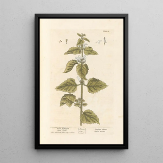 Lamier blanc - Elizabeth Blackwell — framed artwork on a wall