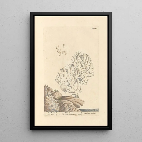 Coral White Painting - Elizabeth Blackwell — framed artwork on a wall