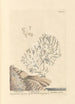 Coral White Painting - Elizabeth Blackwell — artwork view