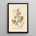 White or fraxinelle Dictame painting - Elizabeth Blackwell — framed artwork on a wall