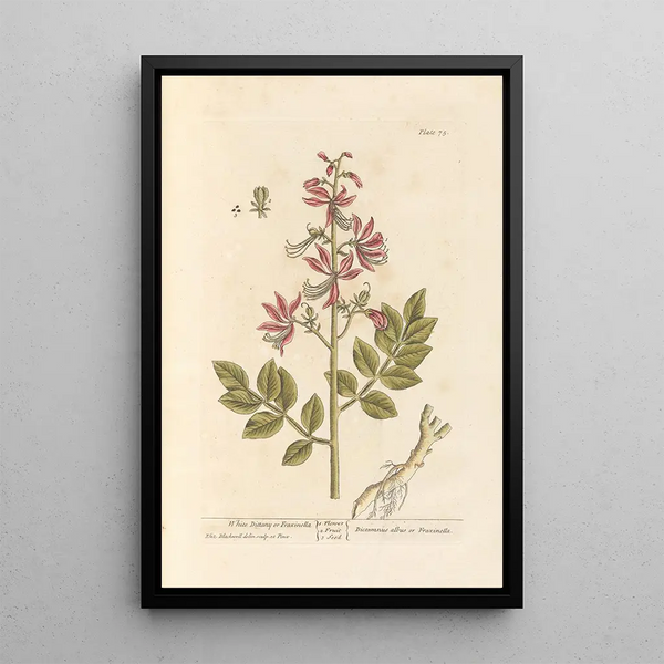 White or fraxinelle Dictame painting - Elizabeth Blackwell — framed artwork on a wall