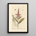 White Hellebore - Elizabeth Blackwell — framed artwork on a wall