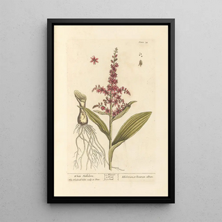 White Hellebore - Elizabeth Blackwell — framed artwork on a wall