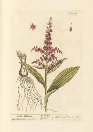 White Hellebore - Elizabeth Blackwell — artwork view