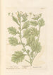 White Jimsonweed Painting - Elizabeth Blackwell — artwork view