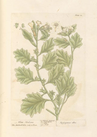 White Jimsonweed Painting - Elizabeth Blackwell — artwork view
