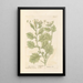 White Jimsonweed Painting - Elizabeth Blackwell — framed artwork on a wall