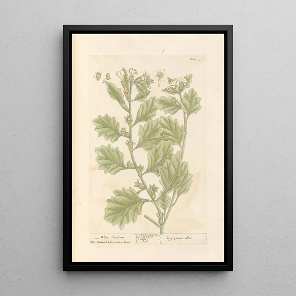 White Jimsonweed Painting - Elizabeth Blackwell — framed artwork on a wall