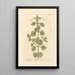 White Marjoram Painting - Elizabeth Blackwell — framed artwork on a wall