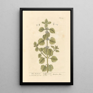 White Marjoram Painting - Elizabeth Blackwell — framed artwork on a wall