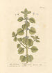 White Marjoram Painting - Elizabeth Blackwell — artwork view
