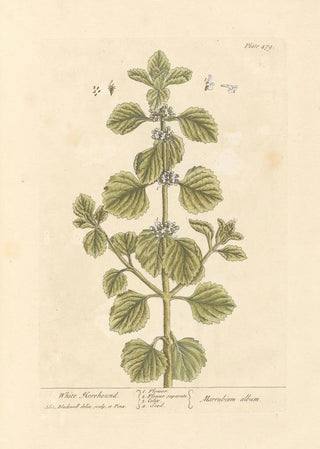 White Marjoram Painting - Elizabeth Blackwell — artwork view