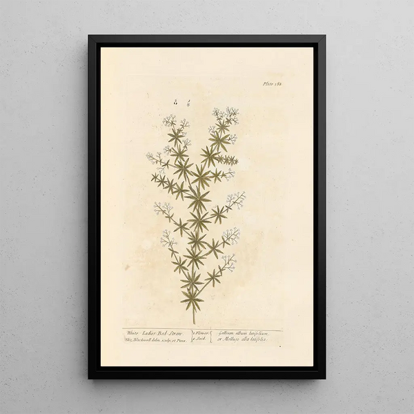 White Guinea Fowl painting - Elizabeth Blackwell — framed artwork on a wall