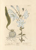 White Lily - Elizabeth Blackwell — artwork view