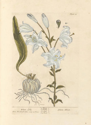 White Lily - Elizabeth Blackwell — artwork view