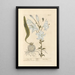 White Lily - Elizabeth Blackwell — framed artwork on a wall