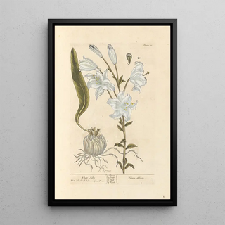 White Lily - Elizabeth Blackwell — framed artwork on a wall