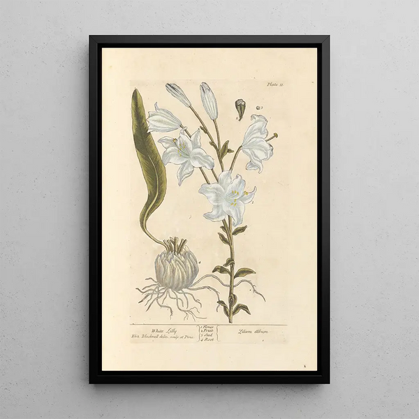 White Lily - Elizabeth Blackwell — framed artwork on a wall