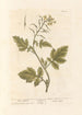 Mustard white - Elizabeth Blackwell — artwork view