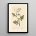 Mustard white - Elizabeth Blackwell — framed artwork on a wall
