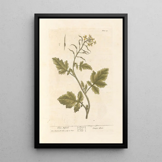 Mustard white - Elizabeth Blackwell — framed artwork on a wall