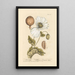 Poppy white - Elizabeth Blackwell — framed artwork on a wall