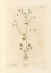 Saxifrage blanche - Elizabeth Blackwell — artwork view
