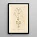 Saxifrage blanche - Elizabeth Blackwell — framed artwork on a wall
