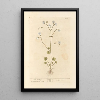 Saxifrage blanche - Elizabeth Blackwell — framed artwork on a wall